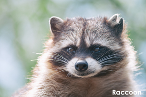 syagiyama_nov_2008_11lr