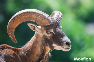 somoriyama_jul_2018_04lr