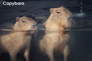 smatsushima_aug_2017_03lr