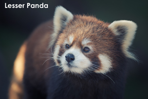 ssendai_dec_2010_03lr