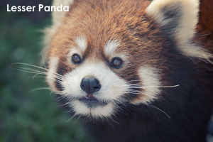 snobiru_jan_2013_04lr