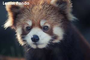 ssendai_dec_2010_04lr