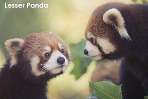 sshiroishigawa_apr_2016_02lr