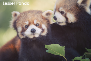 sshiroishigawa_apr_2008_18lr