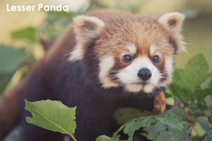 syagiyama_nov_2008_11lr