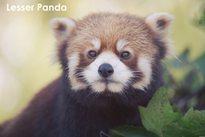 somoriyama_jul_2018_04lr