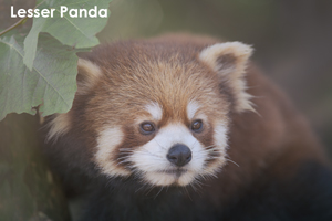 syagiyama_nov_2008_07lr