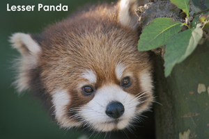 szaofoxvillage_dec_2015_10lr