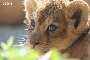 somoriyama_oct_2007_01lr