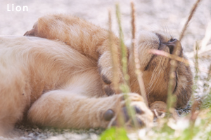 somoriyama_oct_2007_04lr