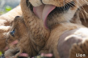 somoriyama_oct_2007_07lr