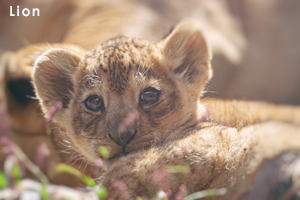 somoriyama_oct_2007_15lr