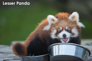 smatsushima_aug_2017_03lr