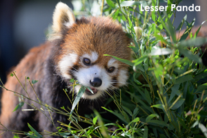 skitakami_may_2011_11lr