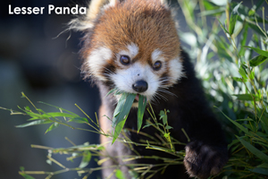 sshiroishigawa_apr_2018_08lr