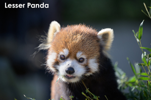 somoriyama_aug_2009_19lr