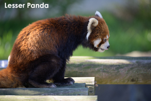 sshiroishigawa_apr_2012_08lr