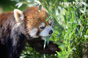 ssendai_nov_2008_06lr