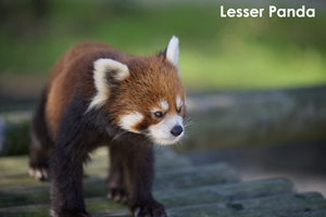 somoriyama_jul_2015_13lr