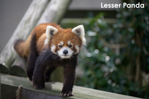 somoriyama_jan_2013_05lr