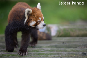 somoriyama_jul_2015_10lr