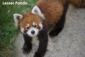 skajyo_may_2009_07lr