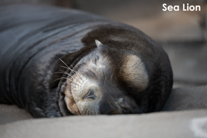 somoriyama_aug_2009_06lr