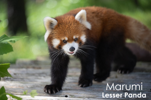 sshiroishigawa_apr_2016_02lr