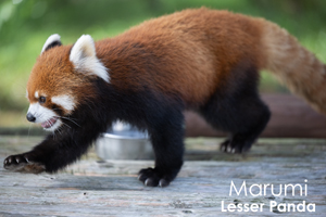 sshiroishigawa_apr_2008_18lr