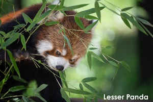 ssendai_dec_2010_03lr