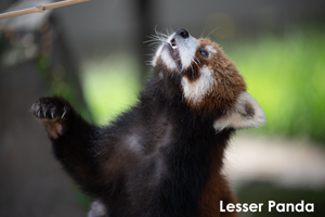 somoriyama_jul_2018_04lr