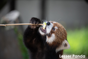 syagiyama_nov_2008_11lr