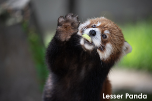 syagiyama_nov_2008_07lr