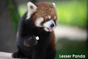 szaofoxvillage_dec_2015_10lr