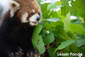 ssendai_dec_2010_04lr