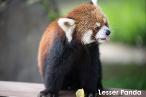 snobiru_jan_2013_04lr