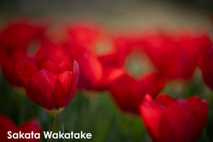 somoriyama_aug_2009_19lr