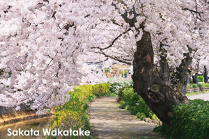 sshiroishigawa_apr_2018_08lr