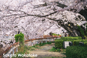 somoriyama_sep_2013_11lr