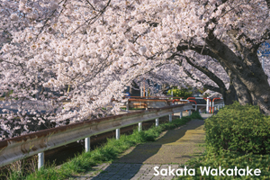 ssakata_apr_2020_03@1x