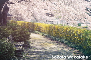 ssakata_apr_2020_05@1x