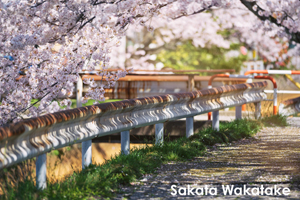 sshiroishigawa_apr_2012_08lr