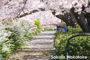 sshiroishigawa_apr_2018_08lr