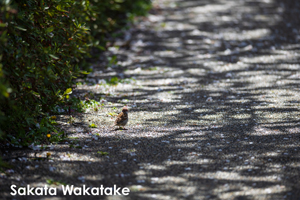 skajyo_oct_2009_16lr