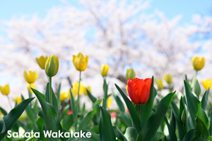 somoriyama_aug_2009_19lr