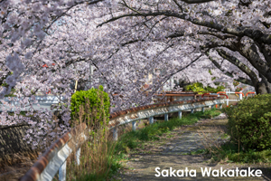 somoriyama_aug_2009_19lr