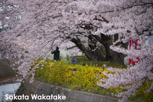 somoriyama_sep_2013_11lr