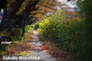 somoriyama_sep_2013_11lr