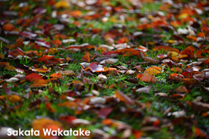 somoriyama_aug_2009_19lr