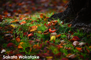 somoriyama_jan_2013_05lr